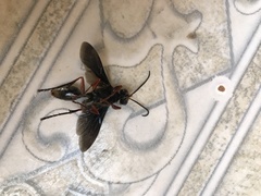 Sphex opacus