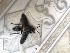 Sphex opacus