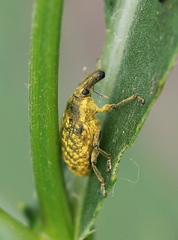 Larinus sturnus