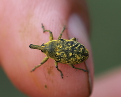 Larinus sturnus