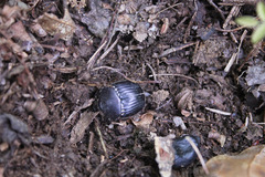 Phanaeus triangularis triangularis
