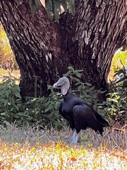 Coragyps atratus image