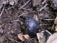 Phanaeus triangularis triangularis
