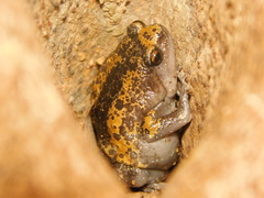 Uperodon triangularis