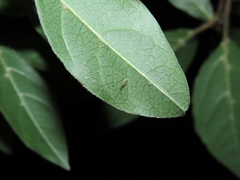Trichopsocus