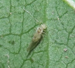 Trichopsocus