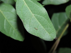 Trichopsocus