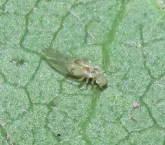 Trichopsocus
