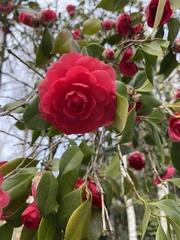 Camellia
