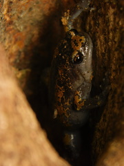 Uperodon triangularis