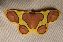 Plutodes pseudocyclaria