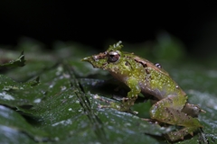 Pristimantis appendiculatus