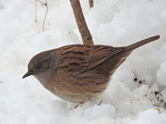 Prunella modularis
