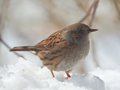 Prunella modularis