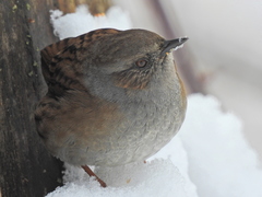 Prunella modularis
