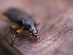 Chlaenius flaviguttatus