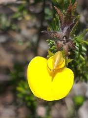 Aspalathus opaca opaca