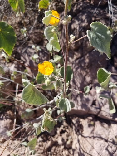 Image of Abutilon palmeri by (c) Grant Mullen, some rights reserved (CC BY-SA)