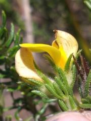 Aspalathus opaca opaca