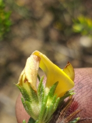 Aspalathus opaca opaca