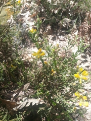 Genista tridentata