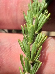 Aspalathus opaca opaca