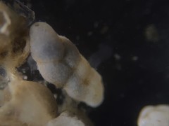 Cassidulinoides