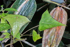 Oreopanax sanderianus