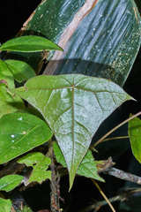 Oreopanax sanderianus