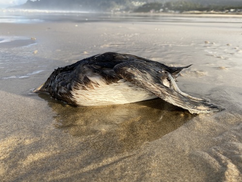 Rhinoceros Auklet photographed in Oregon