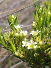 Diosma aristata