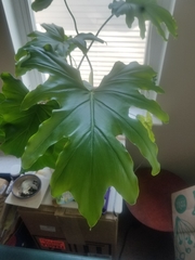 Philodendron bipinnatifolium