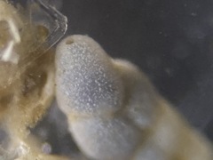 Cassidulinoides