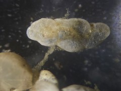 Cassidulinoides