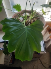 Philodendron bipinnatifolium