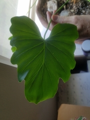 Philodendron bipinnatifolium