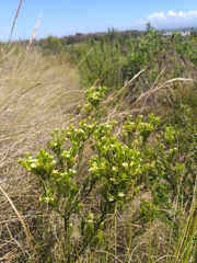 Diosma aristata