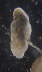 Cassidulinoides