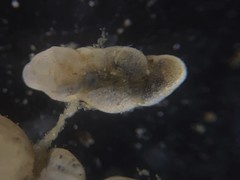 Cassidulinoides