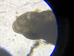 Cassidulinoides