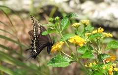 Heraclides astyalus