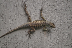 Tropidurus torquatus