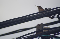 Troglodytes aedon
