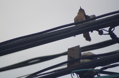Troglodytes aedon