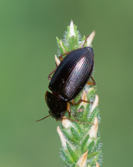 Notiobia