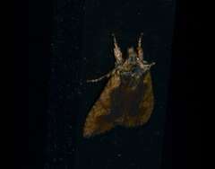 Lithophane hemina