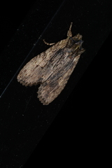Lithophane hemina
