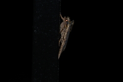 Lithophane hemina
