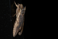 Lithophane hemina