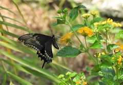Heraclides astyalus